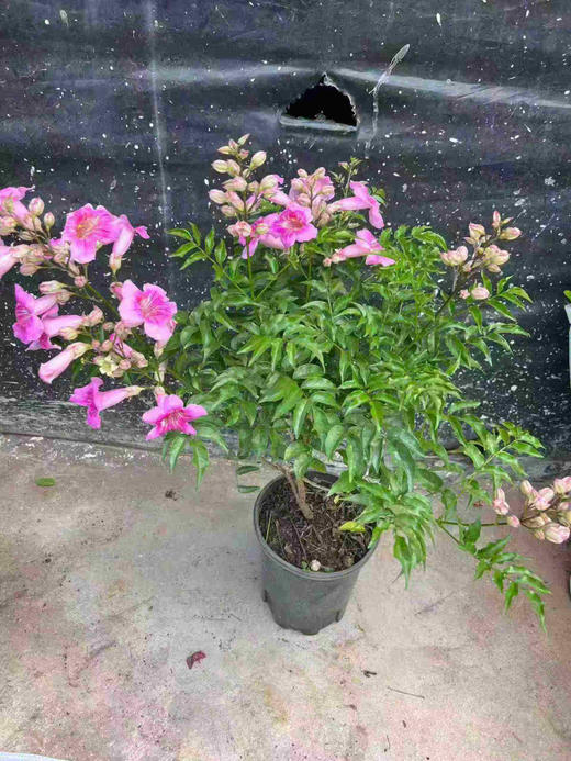 【2026.4.3绿植现货】1加仑老桩粉凌霄25（现货，下单即可到店自提） 商品图2