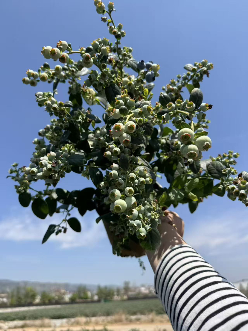 【2026.4.3绿植现货】1.5加仑蓝莓🫐45（现货，下单即可到店自提）