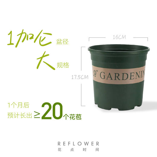 1加仑「大丽花盆栽」 | 2026芍药季 商品图3