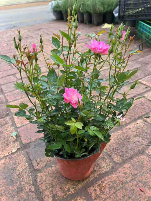 【2026.4.9绿植现货】180 #天河繁星20（现货，下单即可到店自提） 商品图8