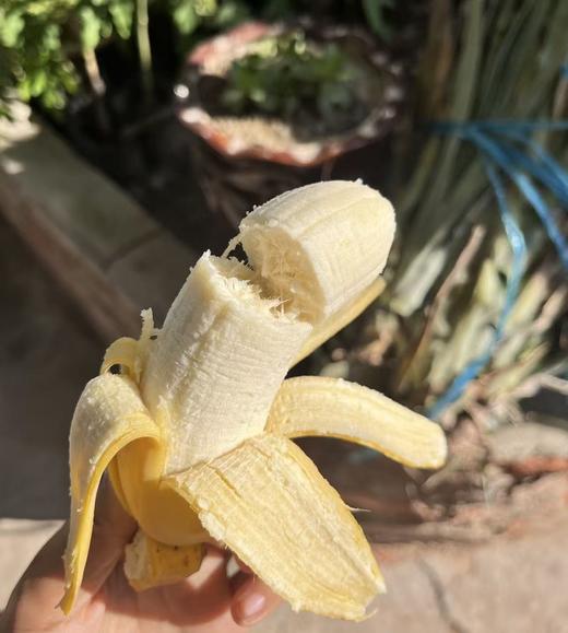 合作产品/老实芭蕉 有机丑芭蕉 商品图2