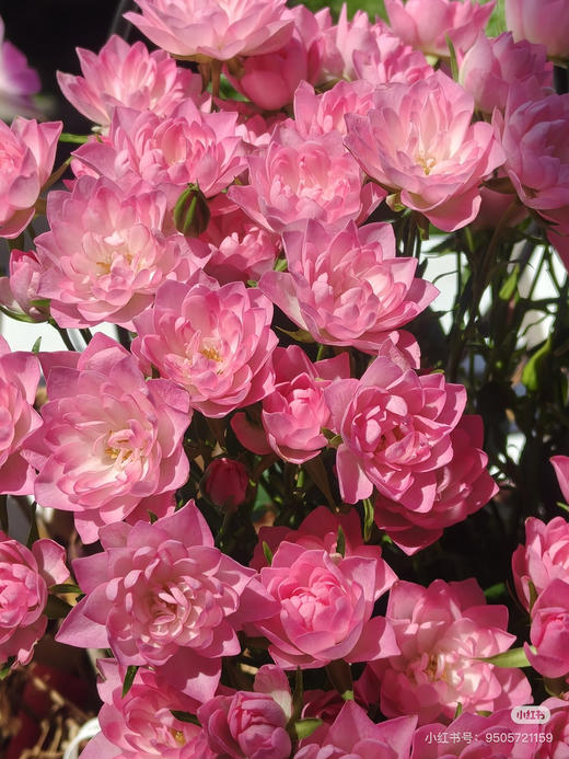 【2026.4.9绿植现货】180 #天河繁星20（现货，下单即可到店自提） 商品图5