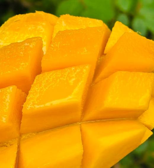 海南“山野贵妃”🥭空运到货，这款贵妃芒特别好吃, 撕开薄如蝉翼的果皮直接飙汁🥭 果核进化成细线 满口都是肉, 后调萦绕山泉蜜+淡淡奶霜香;不食贵妃芒，怎知“贵妃”美~ 商品图2