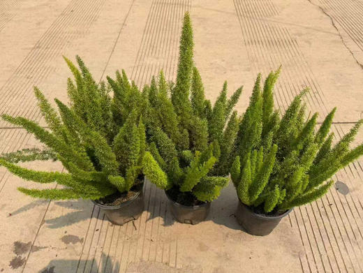 【2026.4.3绿植现货】1.5加仑狐尾天门冬45（现货，下单即可到店自提） 商品图5