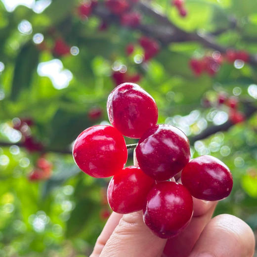 攀枝花玛瑙红森林小樱桃 250g/盒（60颗左右） 商品图7