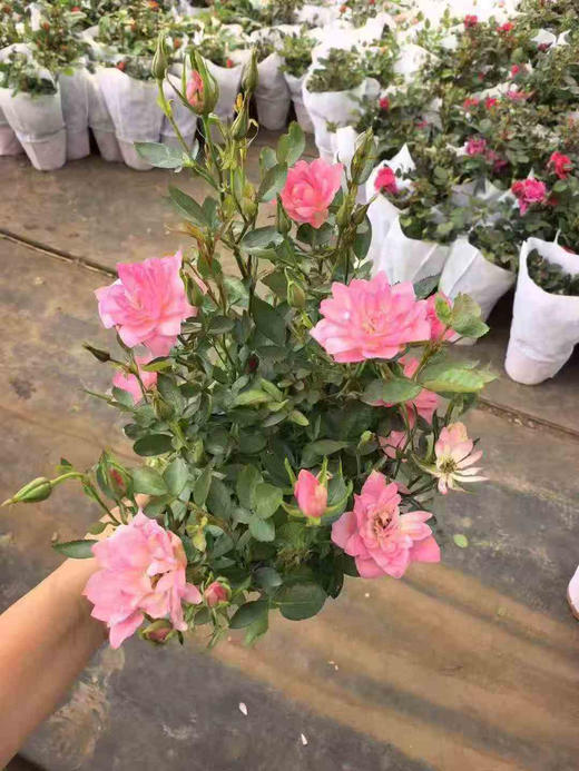 【2026.4.9绿植现货】180 #天河繁星20（现货，下单即可到店自提） 商品图6