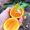 『秭归伦晚脐橙』橙香浓郁，鲜甜爆汁，现摘现发，又名帝王橙 商品缩略图7