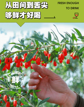 金五年宁夏有机枸杞原浆基地直邮