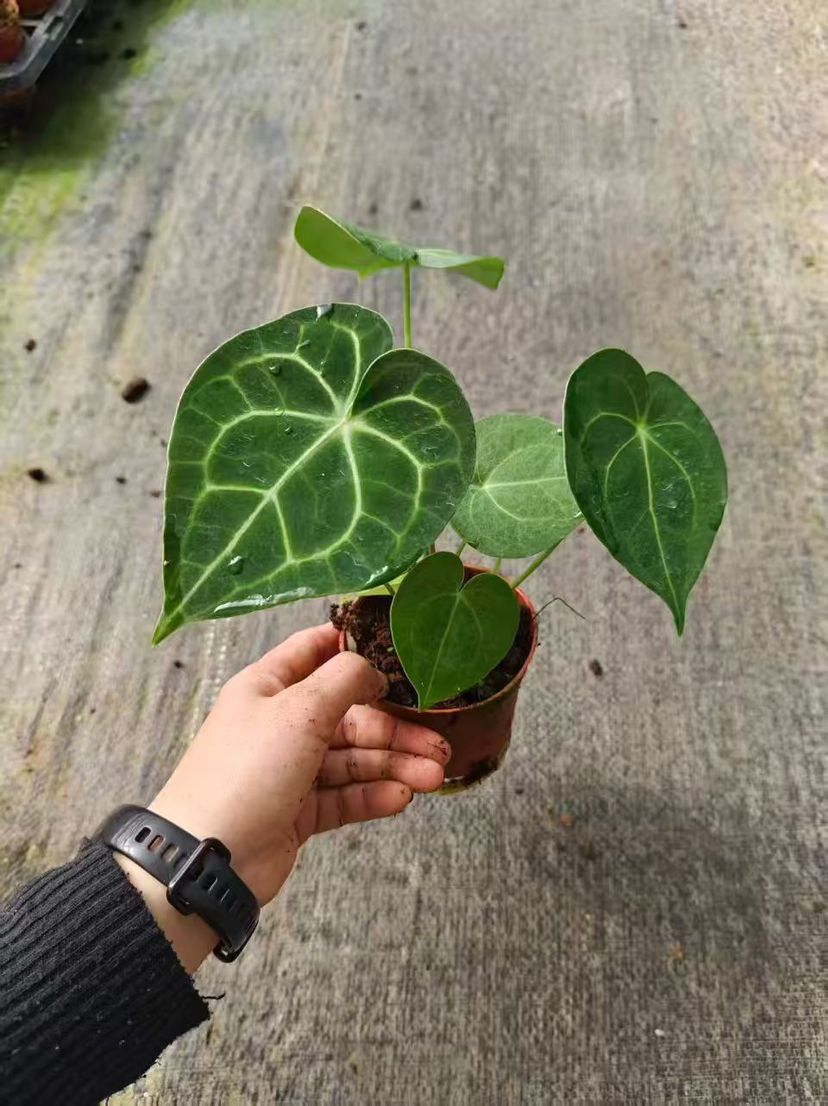 【2026.4.3绿植现货】90 #网红克莱恩花烛15（现货，下单即可到店自提）