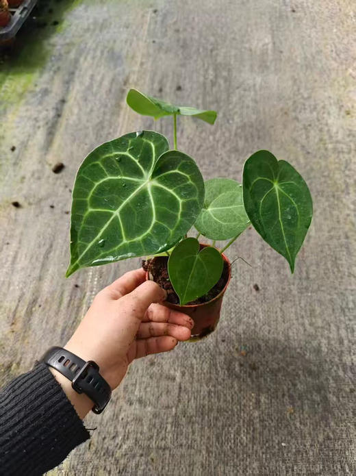 【2026.4.3绿植现货】90 #网红克莱恩花烛15（现货，下单即可到店自提） 商品图0