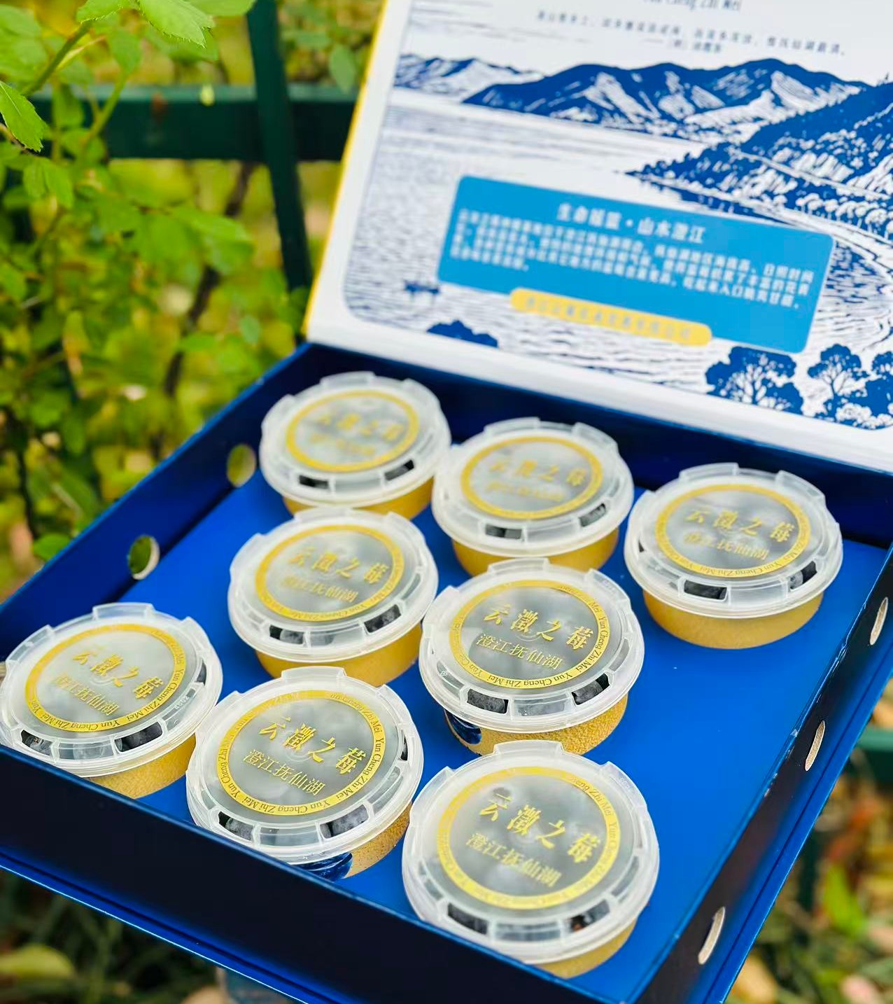 云澂之莓杯蓝莓|大颗粒，吃起来超级过瘾，粒粒脆甜，花香味儿浓郁，唇齿留香，闭眼入~