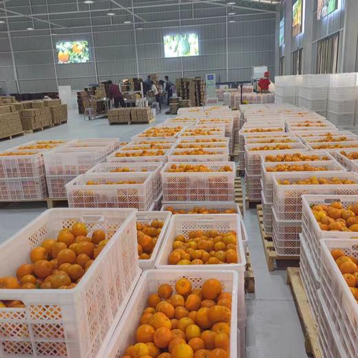 010沃柑小小 X高山美物 个小但清甜多汁 皮薄肉嫩 清香浓郁 高海拔种植，每一口都是阳光的味道 看得见的放心 商品图6