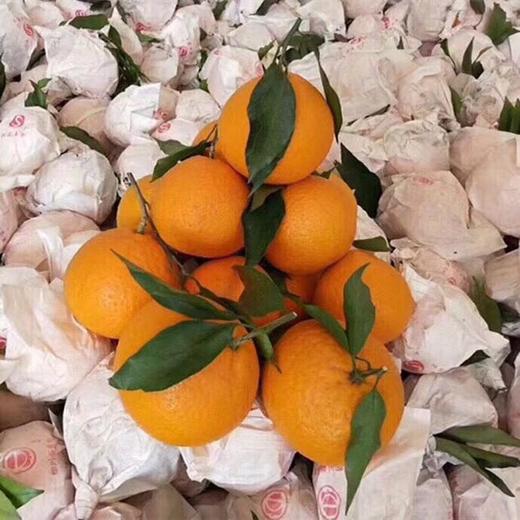  2026年四川青见果冻橙 鲜嫩，入口爆汁 商品图3