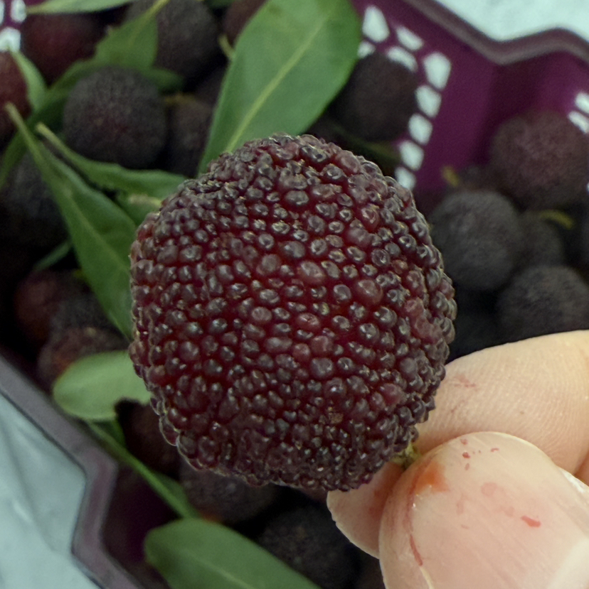 预售，周日配送，云南杨梅没有🐛，第一口鲜！有机春梅*每日空运新鲜少量＃鲜是鲜的嘞～早梅不大的哦！拒绝甜蜜素，九分甜来一分酸，一年一次尝鲜啦！