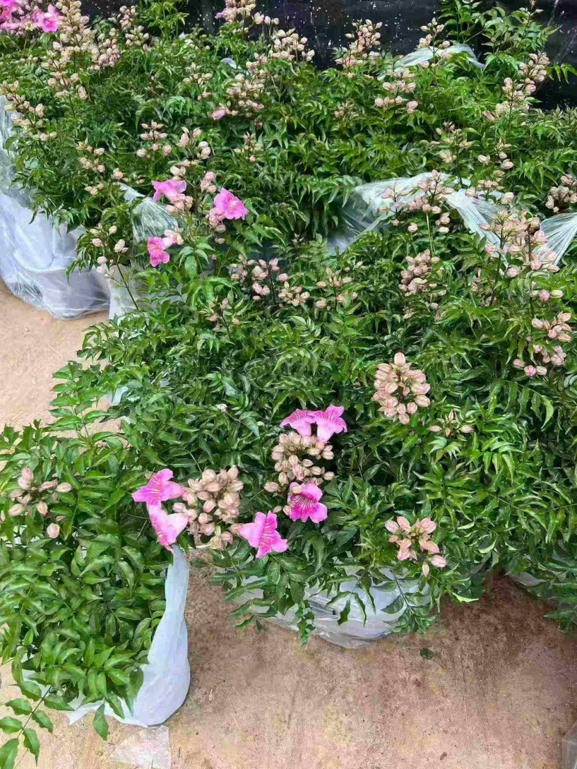 【2026.4.3绿植现货】1加仑老桩粉凌霄25（现货，下单即可到店自提）