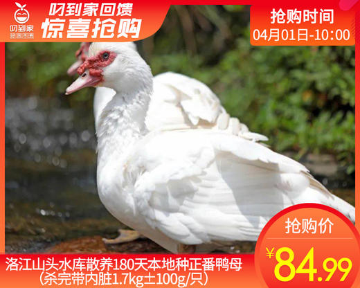 洛江山头水库散养180天本地种正番鸭母（杀完带内脏1.7kg±100g/只） 商品图0