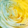 国产染色玫瑰 | 柠檬海盐 商品缩略图2