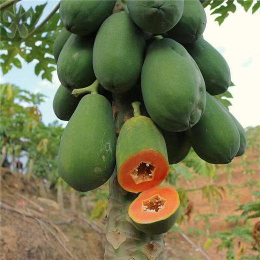 【海南冰糖红心木瓜】树上"甜心"！一口咬住热带阳光——冰糖红心木瓜，树上自然熟，果肉香甜嫩滑~比德芙还要丝滑，吃一口，就爱上! 商品图4