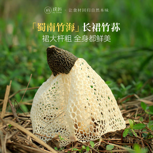 璞匠 |四川宜宾长宁特产长裙竹荪50g竹海干货天然竹笙鲜 商品图0