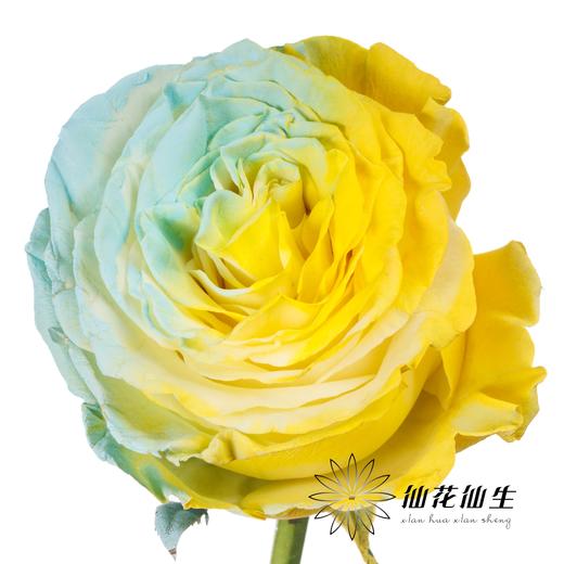 国产染色玫瑰 | 柠檬海盐 商品图3