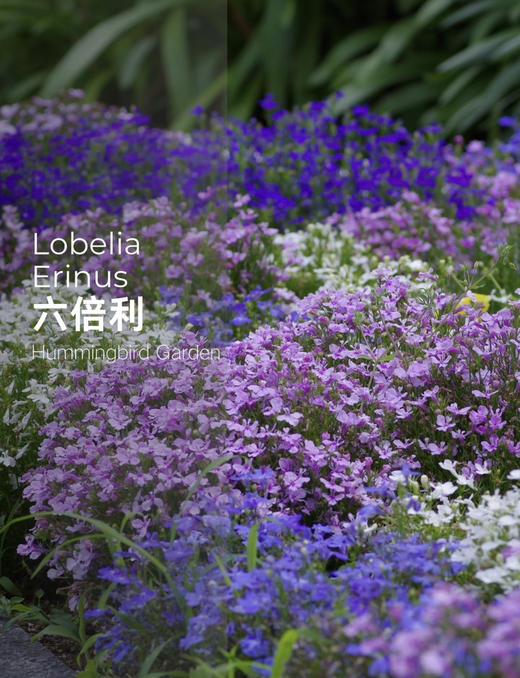 【2026.4.3绿植现货】150#六倍利15（现货，下单即可到店自提） 商品图3