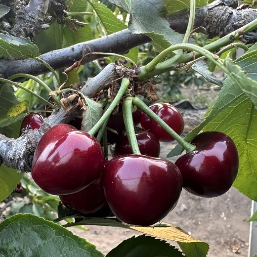 早春大樱桃 商品图4