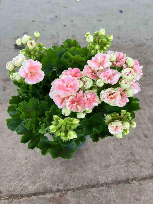 【2026.4.3绿植现货】1加仑瑞典玫瑰小姐25（加仑盆 现货，下单即可到店自提） 商品图5