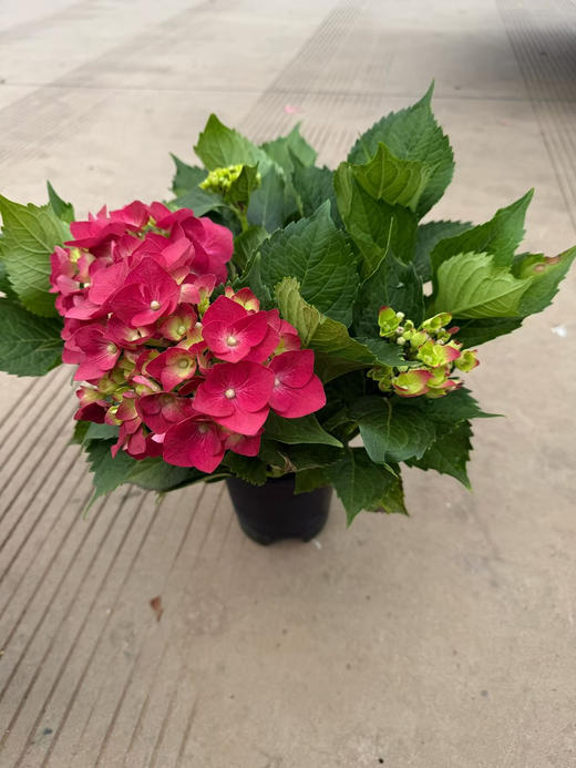 【2026.4.3绿植现货】150# A级绣球40（现货，下单即可到店自提） 商品图4