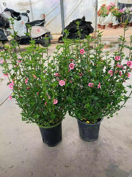 【2026.4.3绿植现货】1加仑小木槿25（现货，下单即可到店自提） 商品图3