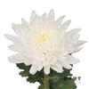 小菊|白菊 商品缩略图0