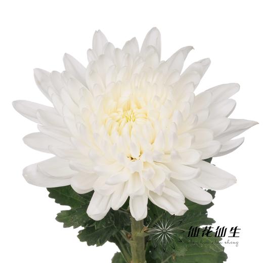 小菊|白菊 商品图0