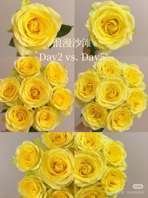 【2026.4.3】特价：1扎10枝基地玫瑰19.9（现货 下单即可到店自提） 商品图2