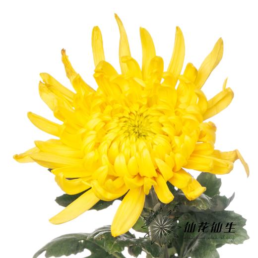 小菊|黄菊 商品图2