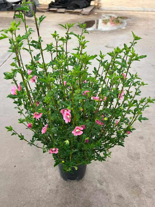 【2026.4.3绿植现货】1加仑小木槿25（现货，下单即可到店自提） 商品图2