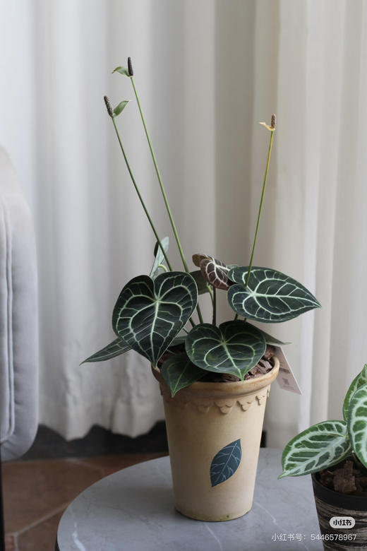 【2026.4.3绿植现货】90 #网红克莱恩花烛15（现货，下单即可到店自提） 商品图3