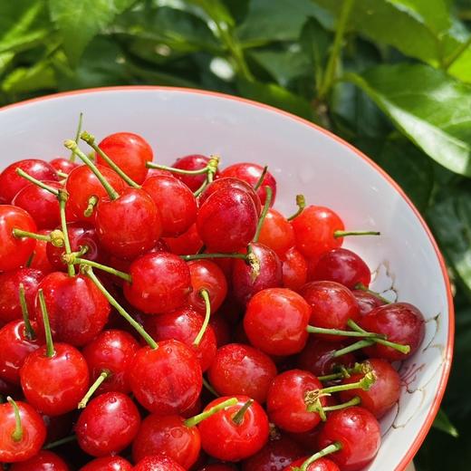 四川山野小樱桃 仅限深圳发货 商品图1