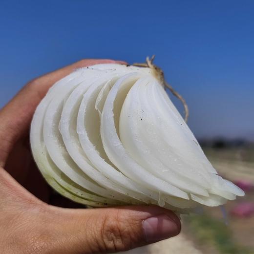 新疆三色洋葱5斤装(白洋葱+紫洋葱+黄洋葱) 商品图2