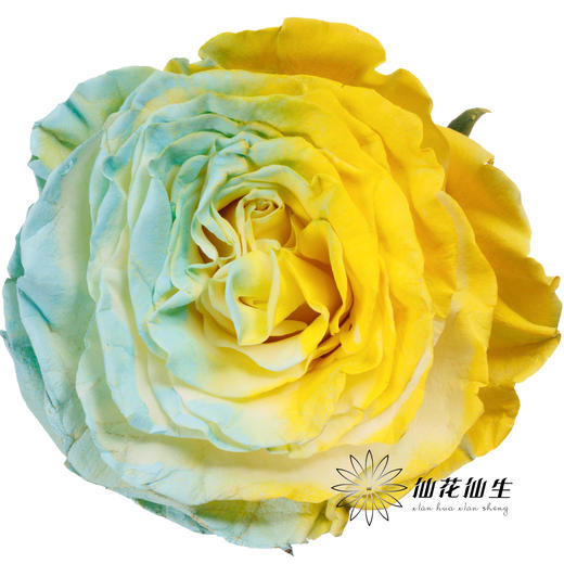 国产染色玫瑰 | 柠檬海盐 商品图0