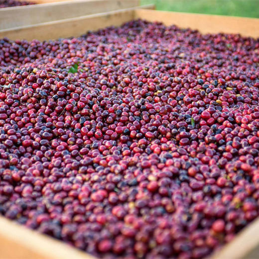 【茶馆咖啡】埃塞俄比亚 利姆 瑰夏丨日晒豆，中度烘焙。红棕色肥沃土，高海拔，热带水果风味好 商品图2