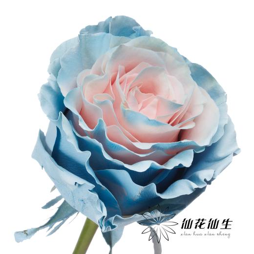 国产染色玫瑰 | 甜蜜蓝 商品图1