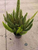 【2026.4.3绿植现货】1.5加仑狐尾天门冬45（现货，下单即可到店自提） 商品缩略图7