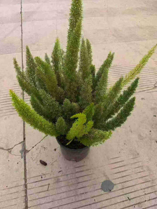 【2026.4.3绿植现货】1.5加仑狐尾天门冬45（现货，下单即可到店自提） 商品图7