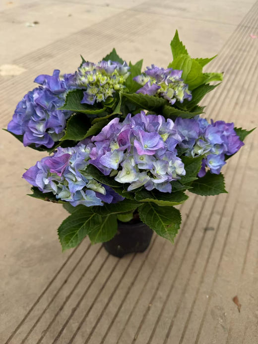 【2026.4.3绿植现货】150# A级绣球40（现货，下单即可到店自提） 商品图2