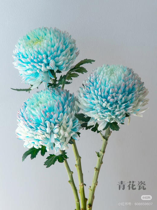 【2026.4.3】特价：1枝A级牡丹菊7.5（花期久 现货 下单即可到店自提） 商品图1