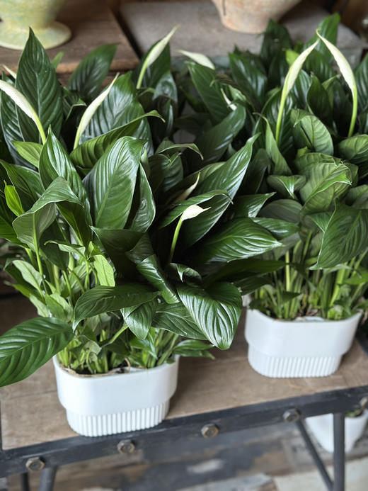 现货双拼水培美酒白掌 商品图0