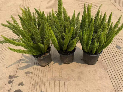 【2026.4.3绿植现货】1.5加仑狐尾天门冬45（现货，下单即可到店自提） 商品图6