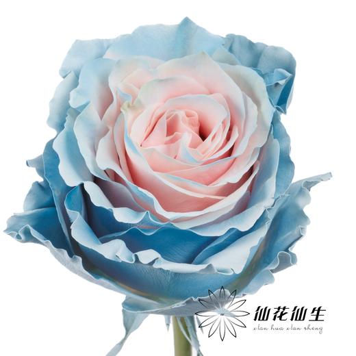 国产染色玫瑰 | 甜蜜蓝 商品图4