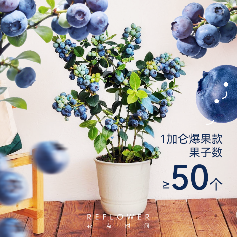 1加仑「花香蓝莓树」盆栽 | 2026芍药季 | 群友专享