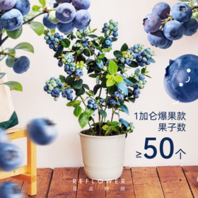 1加仑「花香蓝莓树」盆栽 | 2026芍药季 | 朋友圈专享
