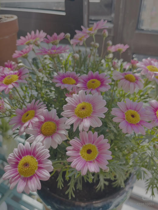 【2026.4.3绿植现货】150#玛格丽特15（现货，下单即可到店自提） 商品图2